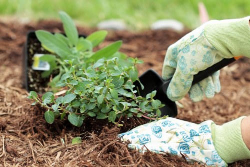 Professional landscaper designing a garden