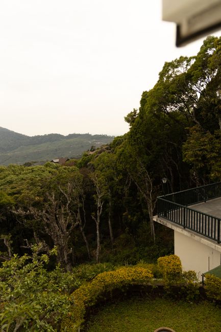 A lush, green garden area adjacent to a modern building featuring a balcony with a black metal railing. The garden has a well-maintained lawn bordered by neatly trimmed shrubs and various trees with d